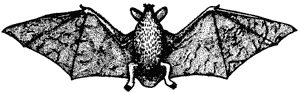 Short-tailed bat, Mystacina tuberculata
