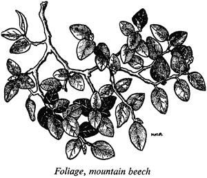 Foliage, mountain beech