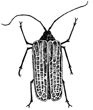 'Huhu', Prionoplus reticularis