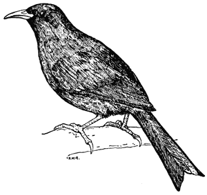 Bellbird, Anthornis melanura