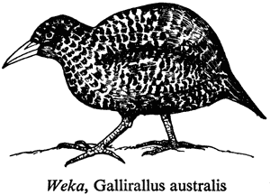 Weka, Gallirallus australis