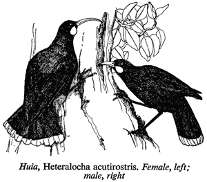 Huia, Heteralocha acutirostris. Female, left; male, right