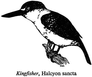 Kingfisher, Halcyon sancta