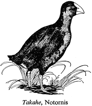 Takahe, Notornis
