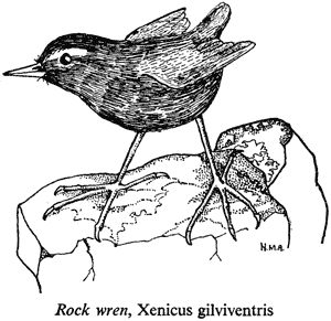 Rock wren, Xenicus gilviventris