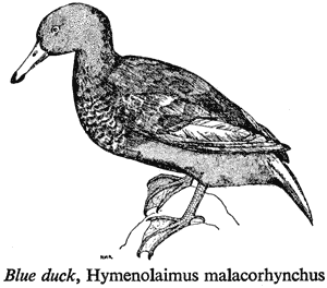 Blue duck, Hymenolaimus malacorhynchus