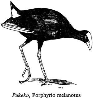 Pukeko, Porphyrio melanotus
