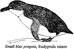 Small blue penguin, Eudyptula minor