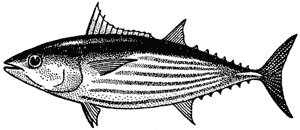 Striped bonito, or skipjack, Katsuwonus pelamis