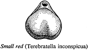 Small red (Terebratella inconspicua)