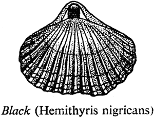 Black (Hemithyris nigricans)