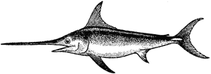 Broadbill, or true swordfish, Xiphias gladius