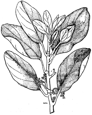 Papauma broadleaf, Griselinia littoralis