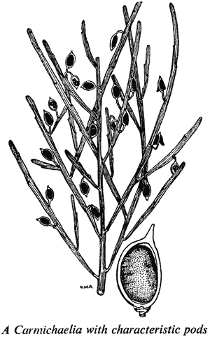 A Carmichaelia with characteristic pods
