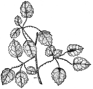 Leaves and prickly stems characteristic of the bush lawyer genus, Rubus