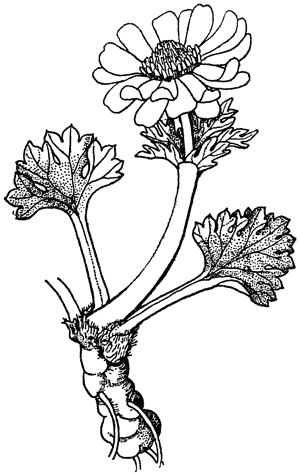 Buttercup, of the genus Ranunculus