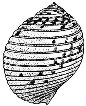 Cask or tun shell, Tonna haurakiensis