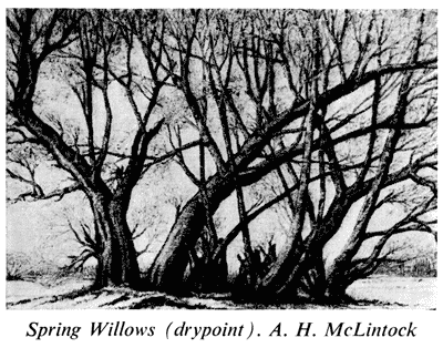 'Spring Willows', A. H. McLintock