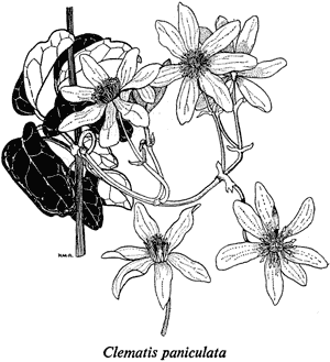 Clematis paniculata