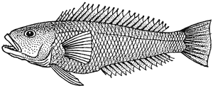 Blue cod, Parapercis coilias