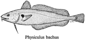 Physiculus bachus
