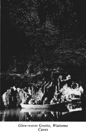 Glow-worm Grotto, Waitomo Caves