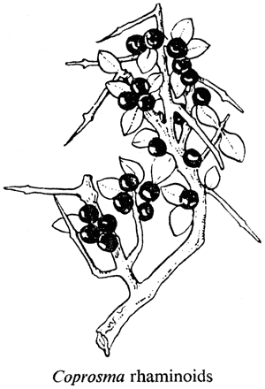 Coprosma rhamnoides
