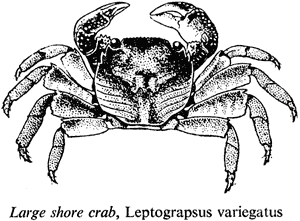 Large shore crab, Leptograpsus variegatus