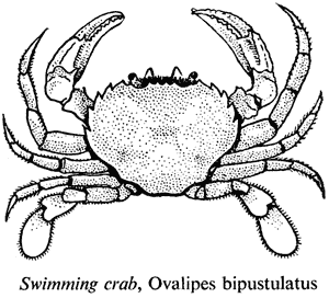 Swimming crab, Ovalipes bipustulatus