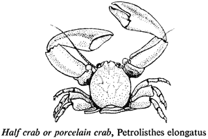 Half crab or porcelain crab, Petrolisthes elongatus