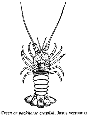 Green or packhorse crayfish, Jasus verreauxi