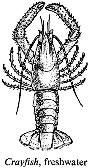 Crayfish, freshwater