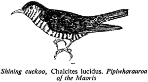 Shining cuckoo, Chalcites lucidus. Pipiwharauroa of the Maoris