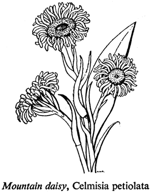 Mountain daisy, Celmisia petiolata