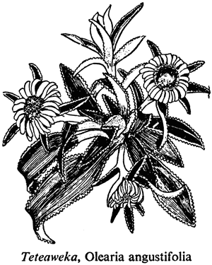 Teteaweka, Olearia angustifolia