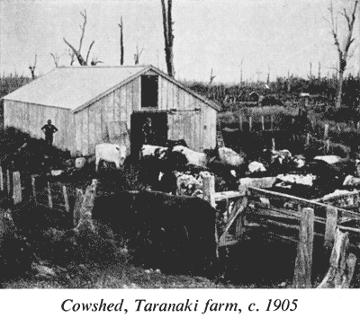 Cowshed, Taranaki farm, c. 1905