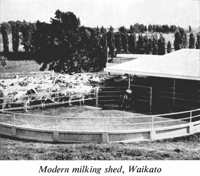 Modern dairy farm, Waikato