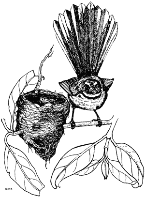 Fantail, Rhipidura fuliginosa