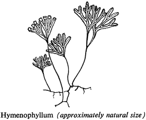 Hymenophyllum (approximately natural size)