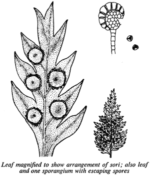 Leaf magnified to show arrangement of sori; also leaf and one sporangium with escaping spores