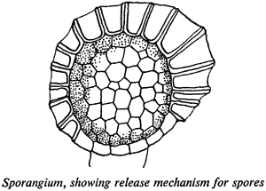 Sporangium, showing release mechanism for spores