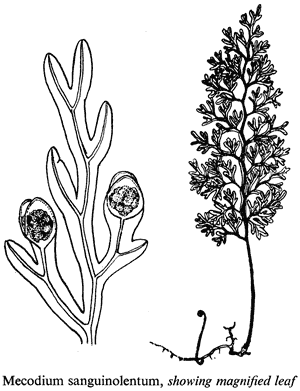 Mecodium sanguinolentum, showing magnified leaf