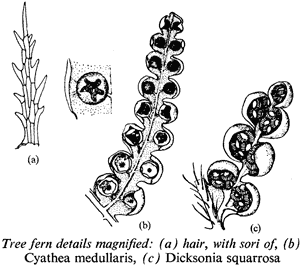 Tree fern details magnified: (a) hair, with sori of, (b) Cyathea medullaris, (c) Dicksonia squarrosa
