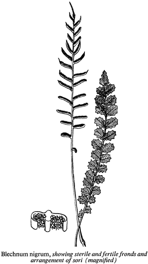 Blechnum nigrum, showing sterile and fertile fronds and arrangement of sori (magnified)