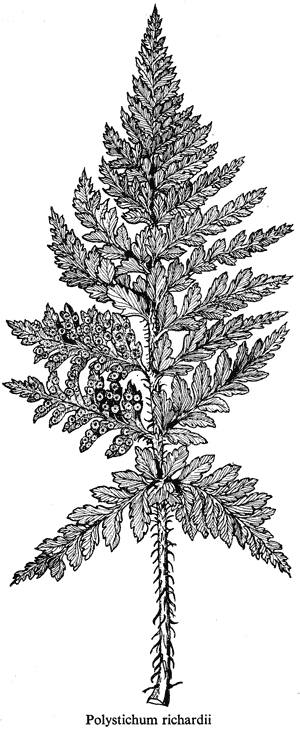 Polystichum richardii