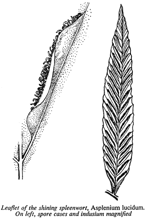 Leaflet of the shining spleenwort, Asplenium lucidum. On left, spore cases and indusium magnified