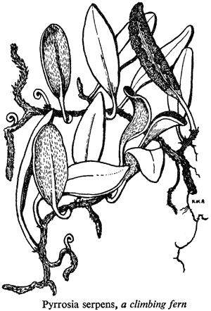 Pyrrosia serpens, a climbing fern