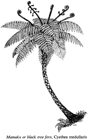 Mamaku or black tree fern, Cyathea medullaris