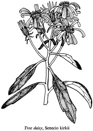 Tree daisy, Senecio kirkii