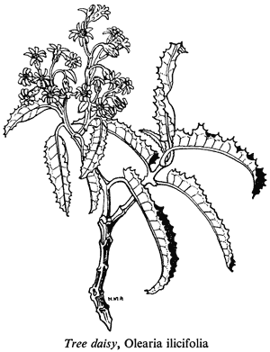 Tree daisy, Olearia ilicifolia